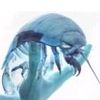 isopodevilforme