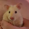 cocothehamster2022