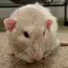 ctbfg1