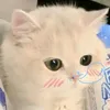 linh_ne_23