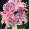 urnan063