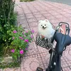 cucbonggondidong