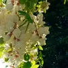 tipa.ilinca.6482