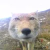 meomeozz009