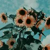 heidisunflowerpie