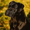 Cane corso-02