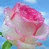 user1088102237117