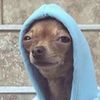 chihuahuadefender