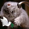 ghadamohammed876