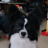 pym_the_papillon