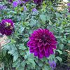 gardenat2416