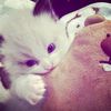sftly.milkys