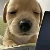 trngnguyttnminh