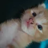piepben