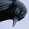 crowcup1