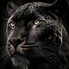 user6680077999125
