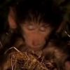 alemonkeylover