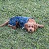 rozay_goldendoodle