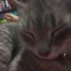 catsaukura