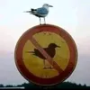 erodardosinnorini6
