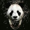 lastpanda504
