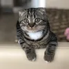 Musyashka_cat