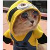 minionkittylol