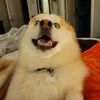 dogsrbeautiful443
