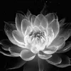 nguyenvinh_status