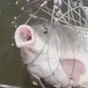yooitsashrimp