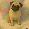 luna.luluzinha1