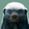 dautucunganhsv