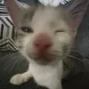 meowwwwq42