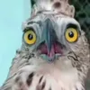 thbinhhtb
