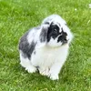 rupert_therabbit