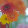 jrah_lili54