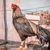abdullah_khan_5423