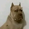 vladimir_ss19