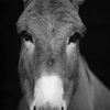 thedirtydonkey