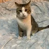 winterthemellowcat