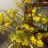 chieu_duong_