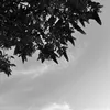 timtb.0118