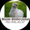 bizim.bildircinler
