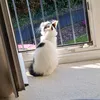 honeybea73