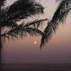 abomohammed_1402
