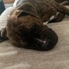 fortniteandboxer