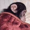 gorilla_toes1