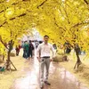 duchung_8