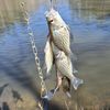 michaelfishing.85