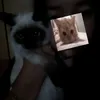kotiki_xorochie
